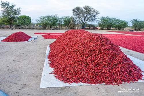 Shirish Masala Dry Red Chilli (Stemless) (sortex Clean)-250 Grams/Red Chilli Whole/Sabut Laal Mirch — image 6