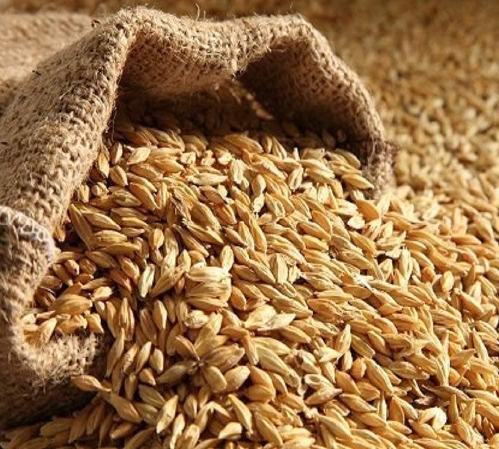 Shirish Masala Natural Raw Barley - 400 Gram | Barley Grain/Jau Sabut Natural and Rich Fiber Jau Seeds — image 3